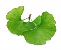 Extrakt Manufaktur_Product Icon_Ginkgo Biloba