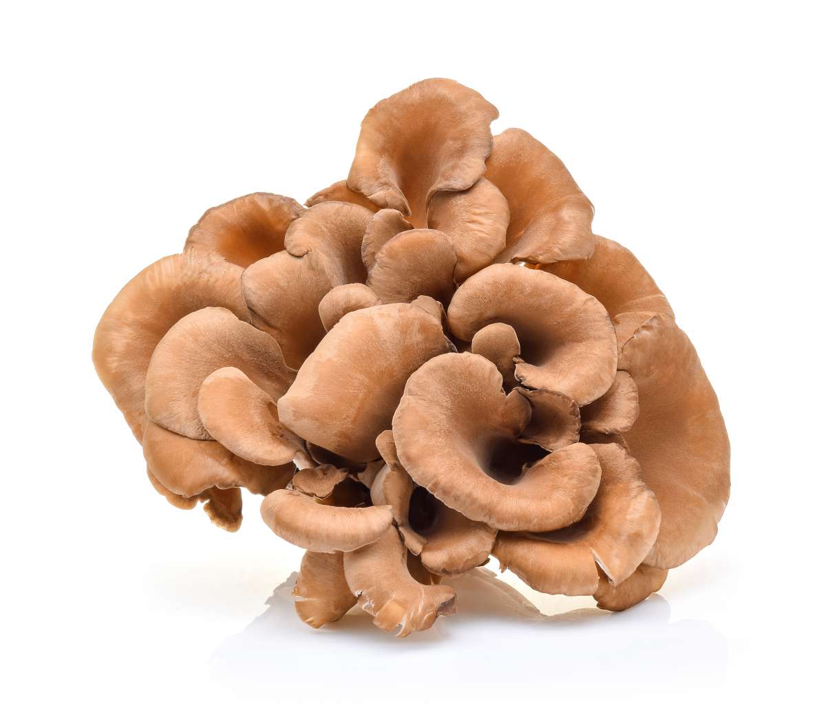 MAITAKE Pilz Extrakt│Kapseln & Pulver kaufen Extrakt Manufaktur