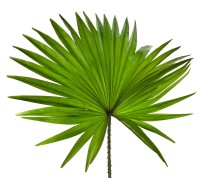 Extrakt Manufaktur_Saw Palmetto