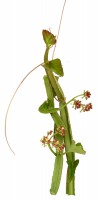 Extrakt Manufaktur_Product Icon_Cissus Quadrangularis